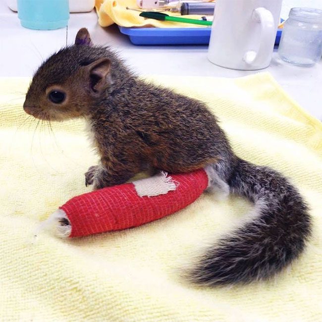 Surprising images of animals in casts