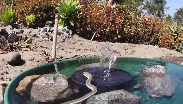 Many reptiles like snakes and lizards also came to cool off during the summer.