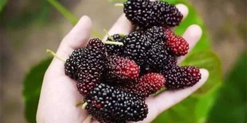 dont miss the season of lychee as this fruit has 11 great health benefits 119992