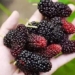 dont miss the season of lychee as this fruit has 11 great health benefits 119992