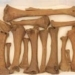 down dodo reveals the past 6546