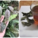 drinking black sugar water every day is it good 126065