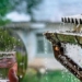 drinking rainwater is it safe 126776