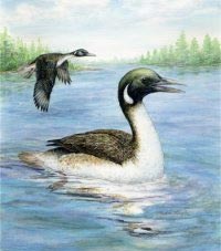 duck