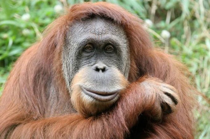 The ability of animals to learn and think continues to surprise us.
