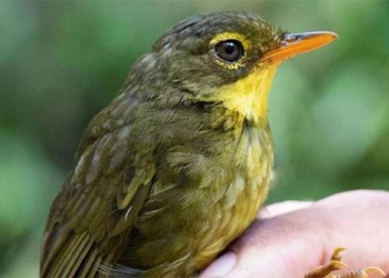 dusky tetraka returns to the wild after 24 years 126170