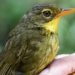 dusky tetraka returns to the wild after 24 years 126170