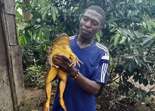 Cedrick Fogwan holding one of the world record-breaking Goliath frogs.