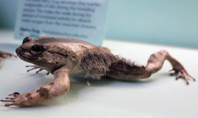 Trichobatrachus robustus has a secret weapon in its hind legs.