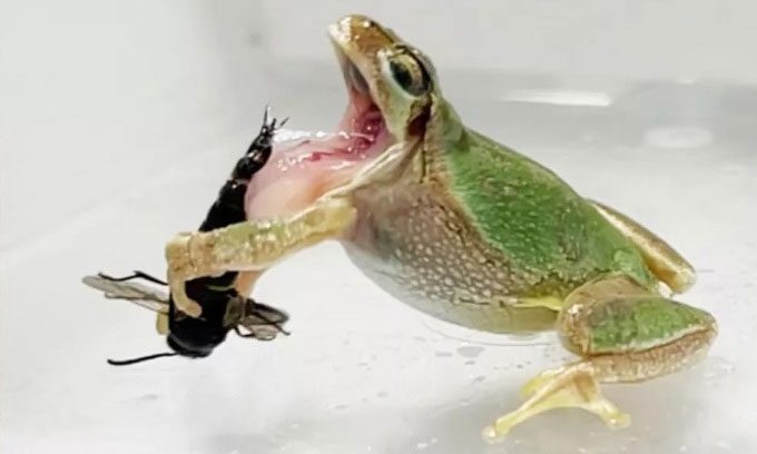 Tree frog releasing male wasp after being stabbed.