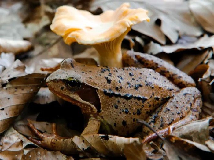 Wood Frog