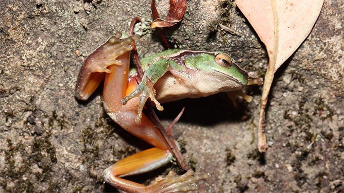 A green tree frog struggling near the Hacking River.