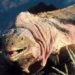 ecuador discovers new caterpillar of rare and unique moth 124860