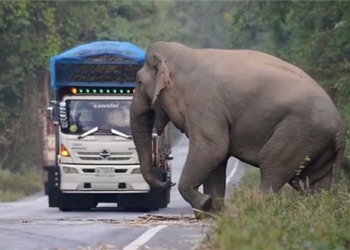 elephant king dragged truck into sugar cane field 125385