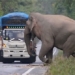 elephant king dragged truck into sugar cane field 125385