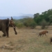 elephant with quick facial rescue saves injured lion from hungry eagles 124760