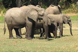 elephant voi