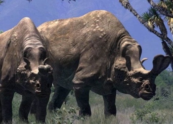 embolotherium a rhino species with a horn like a mammoth 125222