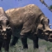 embolotherium a rhino species with a horn like a mammoth 125222