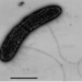energy producing bacteria 7015