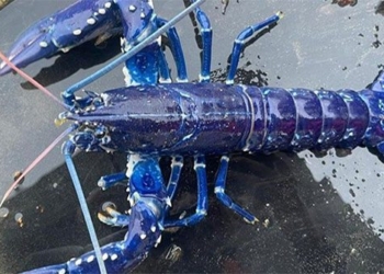 english soldiers catch super rare green shrimp 125715