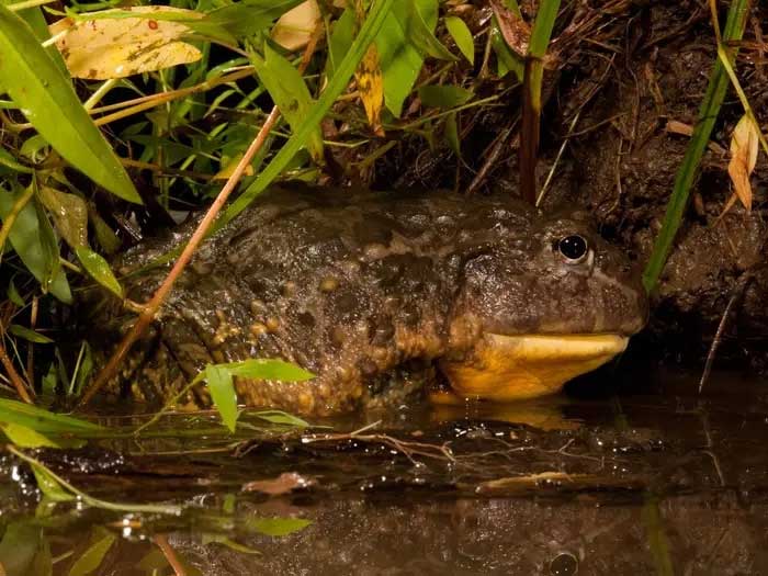 African Clawed Frog