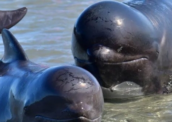 exploiting mines in the sea can restrict the communication ability of whales 125831