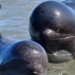 exploiting mines in the sea can restrict the communication ability of whales 125831