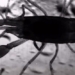 fast catch mudfish quickly like a spear 126137