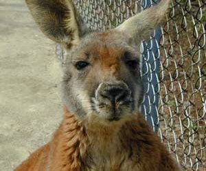 find evidence kangaru sat thu 6964