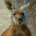 find evidence kangaru sat thu 6964