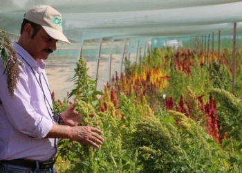 find super food with resistance to salinity on sand dunes 125531