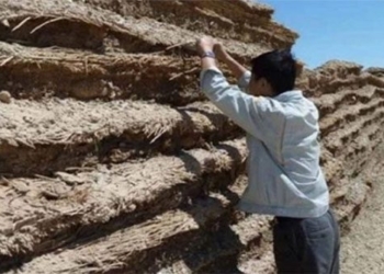 finding a tree species used for building adult education 125076
