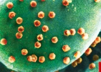 first living creature to eat virus 125052