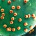 first living creature to eat virus 125052