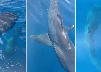 first time recorded great white shark breaching pair 126620