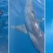 first time recorded great white shark breaching pair 126620
