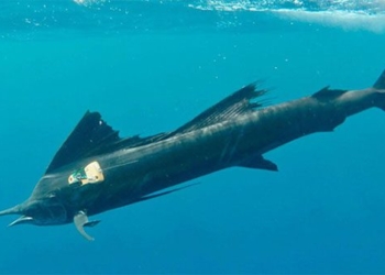 first video about the transfer of the fastest fish in the world 125969