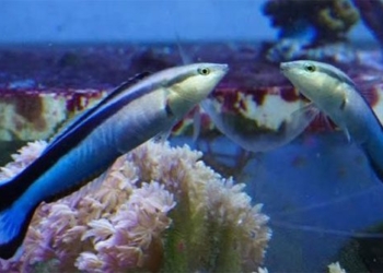 fish can ability self recognition in mirror 125856