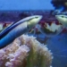 fish can ability self recognition in mirror 125856