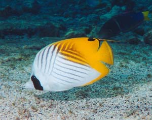 A fish species from the waters of Hawaii