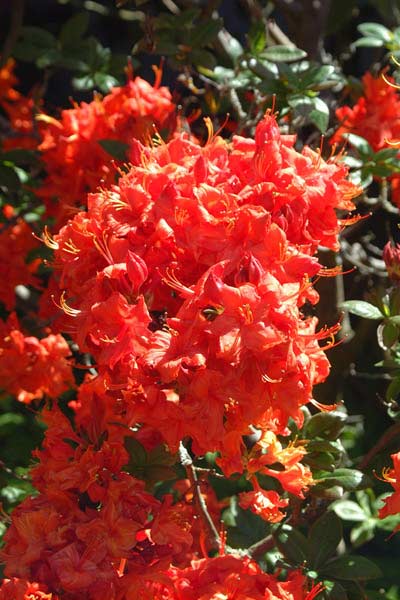flower1
