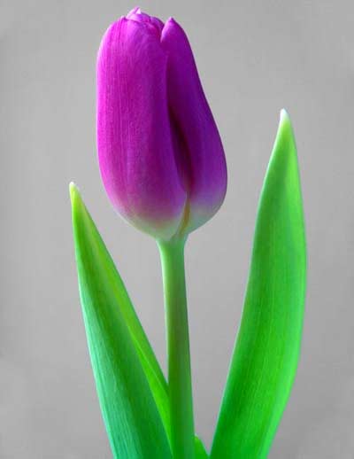 flower12
