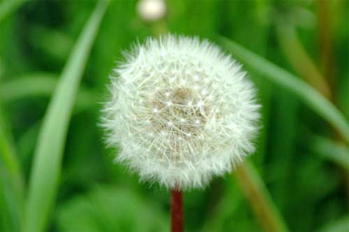 flower13