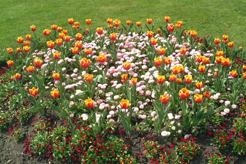 flower15