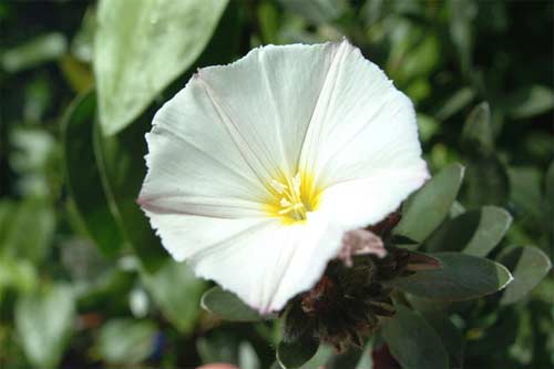 flower16