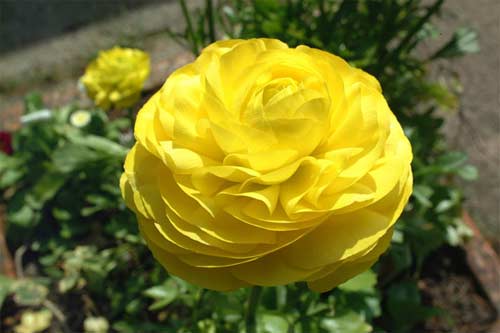 flower17