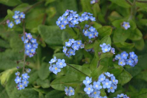flower18