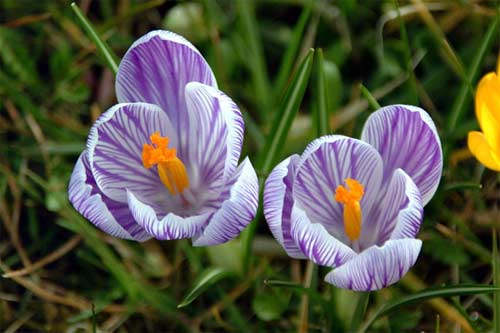 flower23