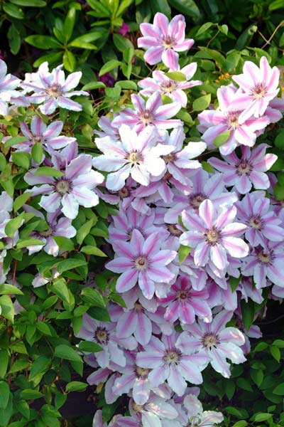 flower24